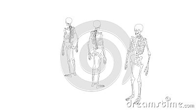 Skeleton multiple views of a human computer renderd skeleton, Stock Photo