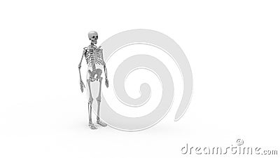 Skeleton multiple views of a human computer renderd skeleton, Stock Photo