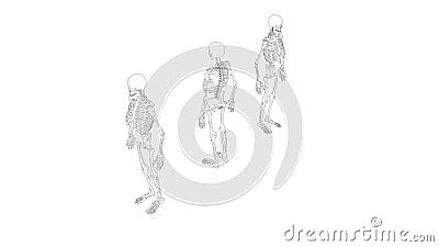 Skeleton multiple views of a human computer renderd skeleton, Stock Photo