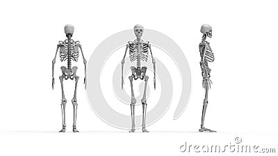 Skeleton multiple views of a human computer renderd skeleton, Stock Photo