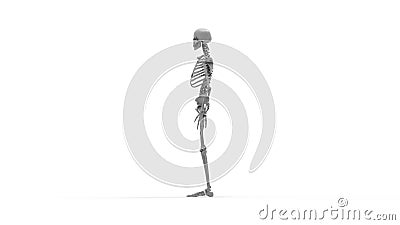 Skeleton multiple views of a human computer renderd skeleton, Stock Photo