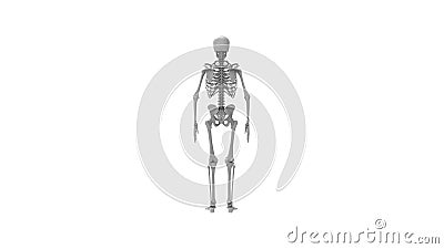 Skeleton multiple views of a human computer renderd skeleton, Stock Photo