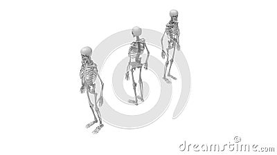 Skeleton multiple views of a human computer renderd skeleton, Stock Photo