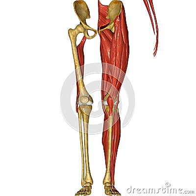 Skeleton and Muscles of Legs Stock Photo