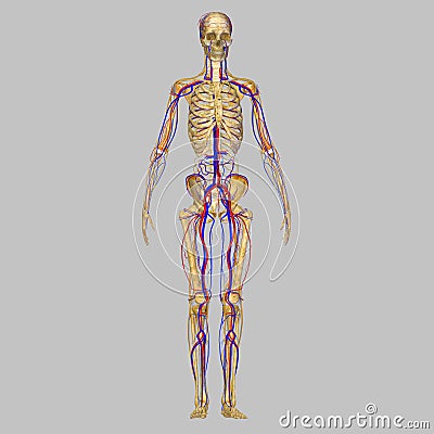 Skeleton with nervous system Stock Photo