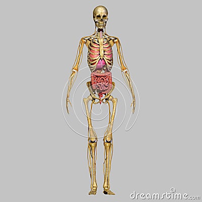 Skeleton with organs Stock Photo