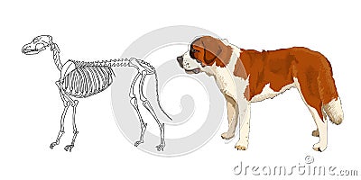 The skeleton of predatory mammal. St. Bernard. The anatomical features of dogs. Vector. Vector Illustration