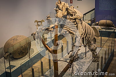 Skeleton of a Prehistoric Sloth, Megatherium Close-Up Editorial Stock Photo