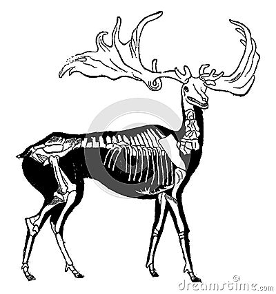 Skeleton and probable shape of giant deer woods, vintage engraving Vector Illustration