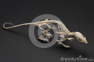 Skeleton of rat. Handbook of zoology of rodents. Stock Photo