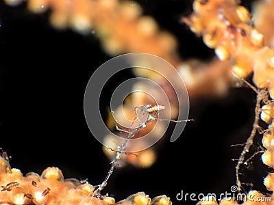 Skeleton shrimps eating their preys Stock Photo