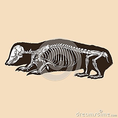 Skeleton southern marsupia mole vector illustration Vector Illustration