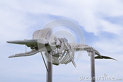 Skeleton of a Sperm Whale - ecological memorial on Fuerteventura Editorial Stock Photo