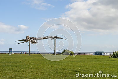 Skeleton of a Sperm Whale Editorial Stock Photo
