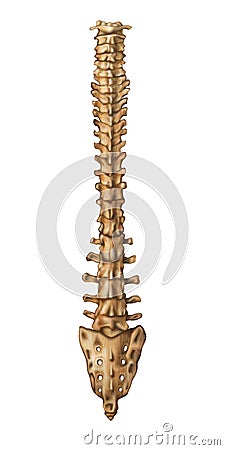 Skeleton Spine Back Stock Photo