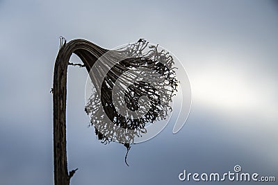 Skeleton of Sunflower at the end of autumn Stock Photo