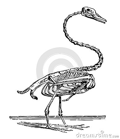 Skeleton of the Swan, vintage illustration Vector Illustration