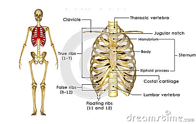 Skeleton of thorax Stock Photo