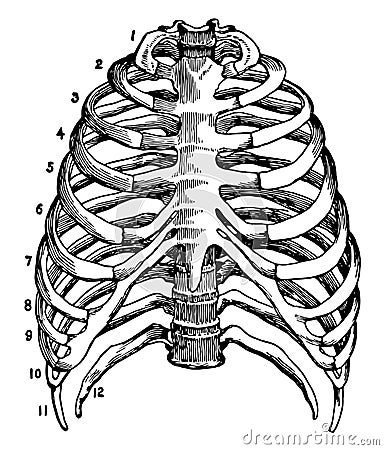 Skeleton of the Thorax, vintage illustration Vector Illustration