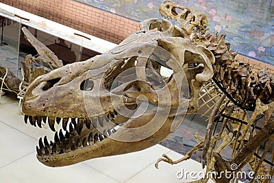 Skeleton of Tyrannosaurus rex T-rex . Skull and Neck Editorial Stock Photo