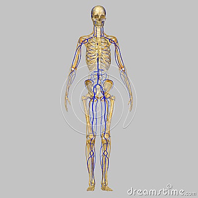 Skeleton with veins Stock Photo