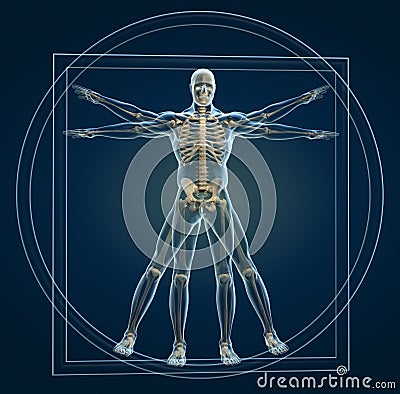 Skeleton in vitruvian Cartoon Illustration