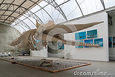 The skeleton of the whale. Museum of the World Ocean in Kaliningrad. Russia. Editorial Stock Photo