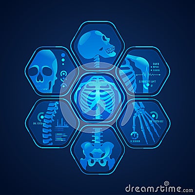 Skeleton x ray Vector Illustration