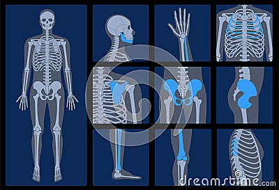 Skeleton x ray Vector Illustration
