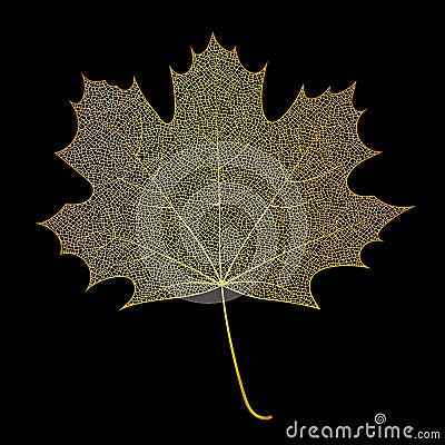 Skeletonized gold leaf on black background Vector Illustration