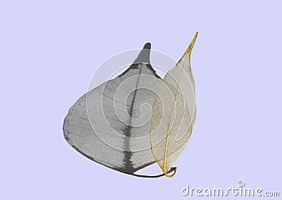 Skeletonized leaf of ficus Stock Photo