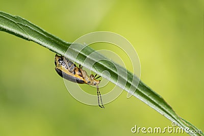 Skeletonizing Leaf Beetle genus Trirhabda on Underside of Leaf Stock Photo