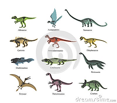 Skeletons ancient prehistoric predatory dinosaurs. Silhouettes bone wild animal dinosaurs. Vector Illustration