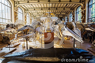 Skeletons of animals in the Gallery of Palaeontology and Comparative Anatomy in Paris Editorial Stock Photo