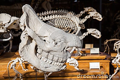 Skeletons of animals in the Gallery of Palaeontology and Comparative Anatomy in Paris Editorial Stock Photo