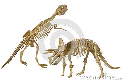Skeletons of dinosaur Triceratops and Tyrannosaurus Rex plastic isolated on white background Stock Photo