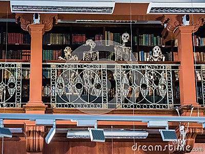 Skeletons look down on visitors from the library balcony at the Editorial Stock Photo