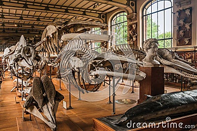 Skeletons of marine mammals at hall in Gallery of Paleontology and Comparative Anatomy at Paris. Editorial Stock Photo