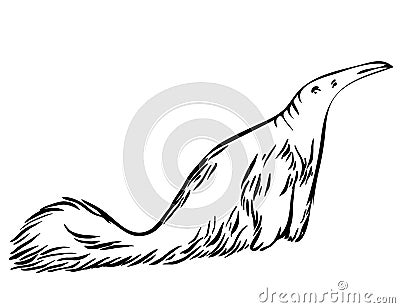 Sketch Anteater. Vector Illustration