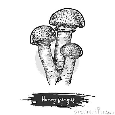 Sketch of armillaria mushroom or honey fungus Vector Illustration