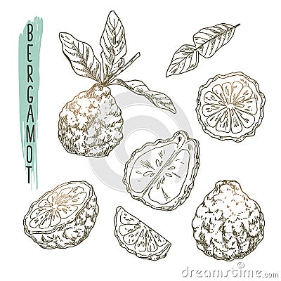 Sketch of bergamot elements. Vector set of citrus fruit. Vector Illustration