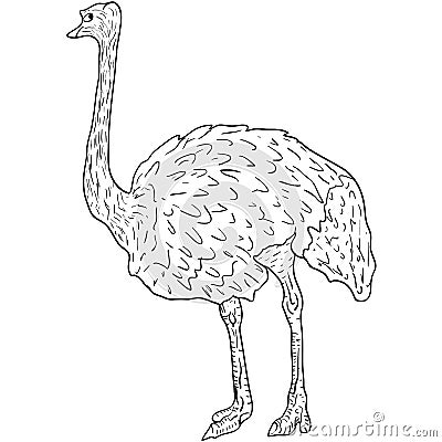 Sketch big ostrich standing on a white background. Vector illustration Vector Illustration