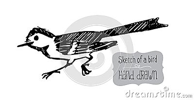 Sketch bird of hand drawing Vector Illustration