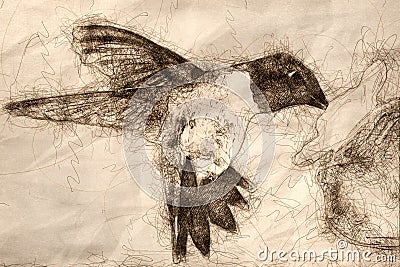 Sketch of Black-Chinned Hummingbird Arriving at the Feeder for a Meal Stock Photo