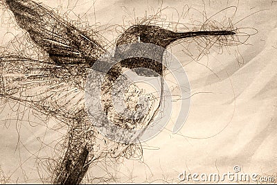 Sketch of Black-Chinned Hummingbird Searching for Nectar in the Garden Stock Photo