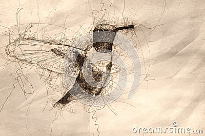 Sketch of a Black-Chinned Hummingbird with Throat Aglow While Hovering in Flight Stock Photo
