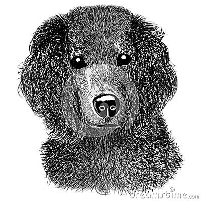 Spaniel sketch Vector Illustration