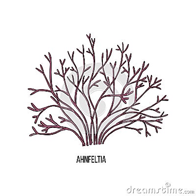 Sketch brown agar ahnfeltia algae on white backdrop. Vector drawing illustration. Line art. Vector Illustration