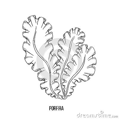 Sketch brown porfira algae on white backdrop. Vector drawing illustration. Line art. Vector Illustration