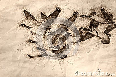 Sketch of Canada Geese Flying Across the Autumn Woods Stock Photo